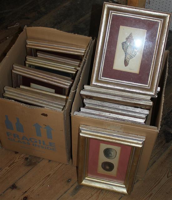 Sixteen early 19th century aquatints of shells